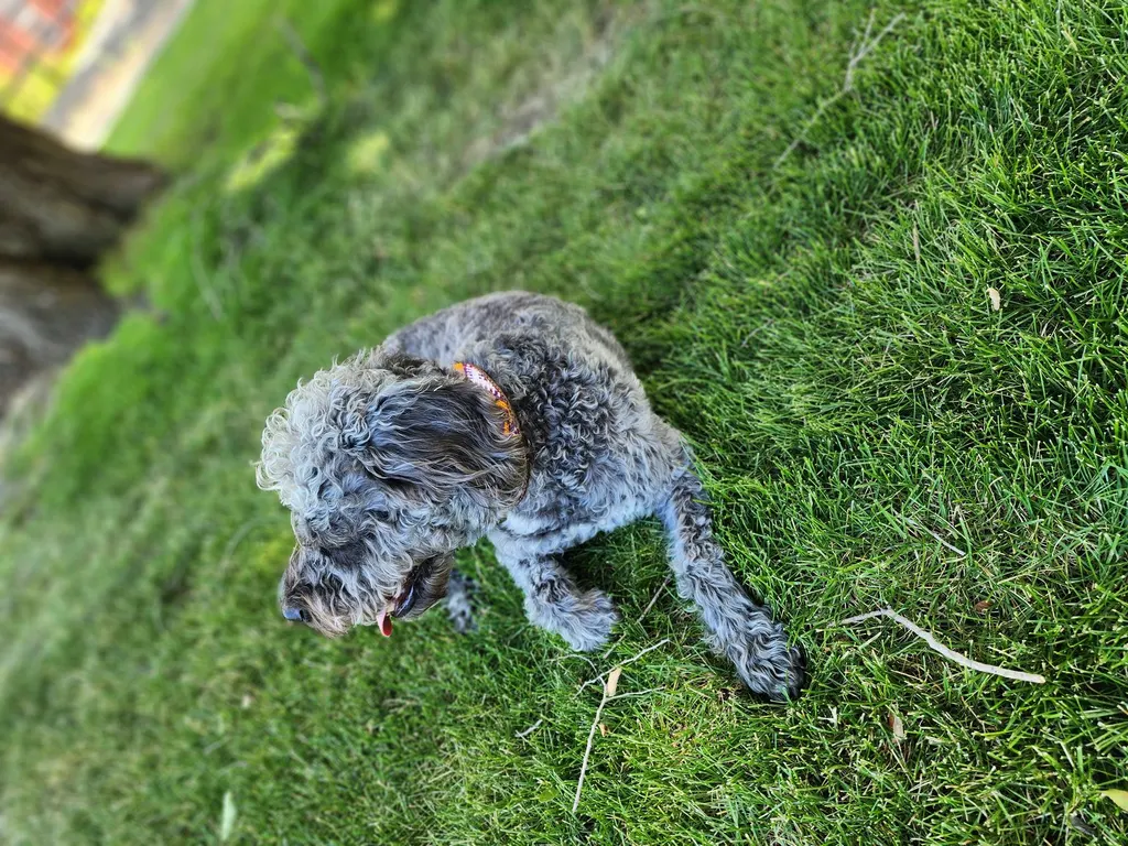 A grey curly-coated dog nosing through the grass