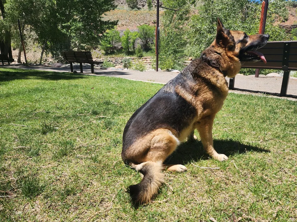 A German shepherd sitting on a park lawn beside a bench