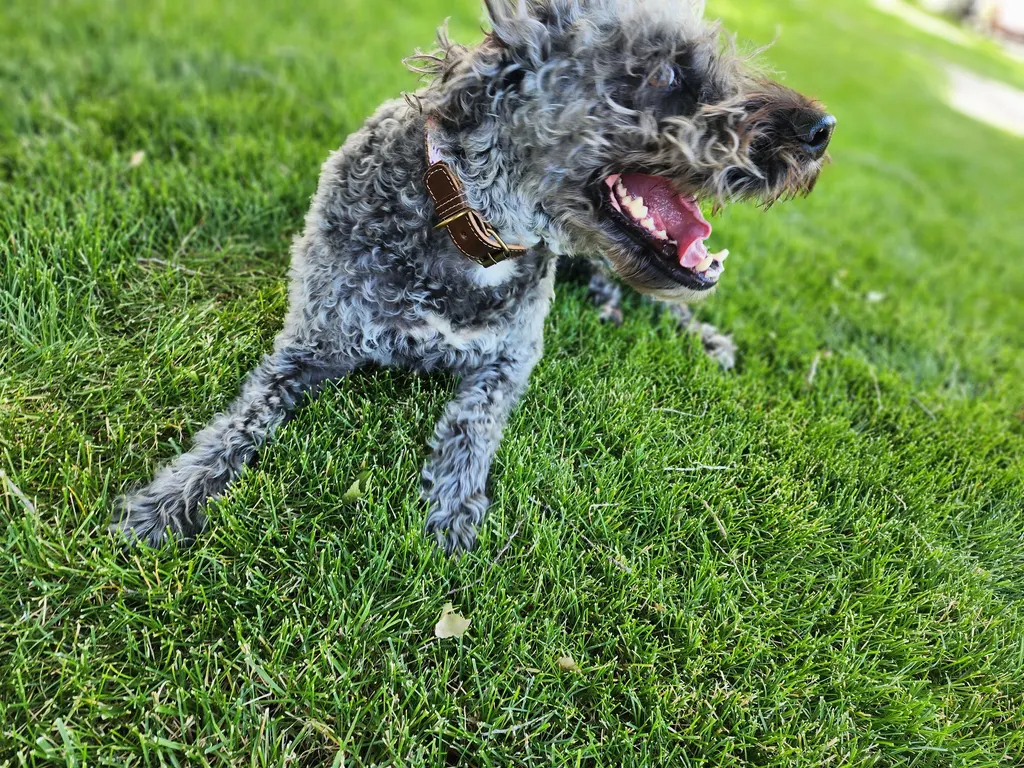 A grey curly-coated dog grinning on the grass with a woven collar sitting mid-neck