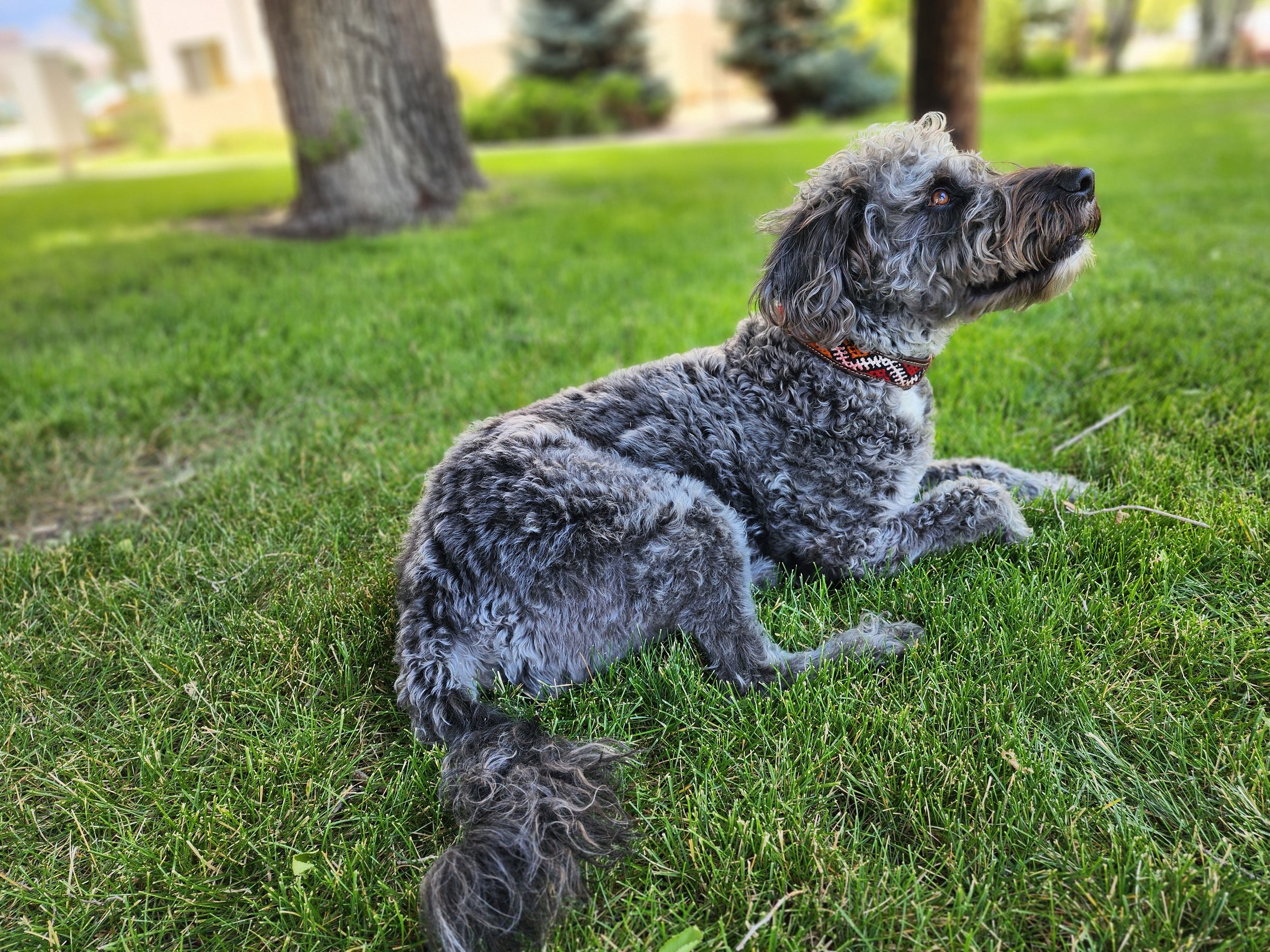 A grey curly dog lying on a lawn wearing a red woven collar