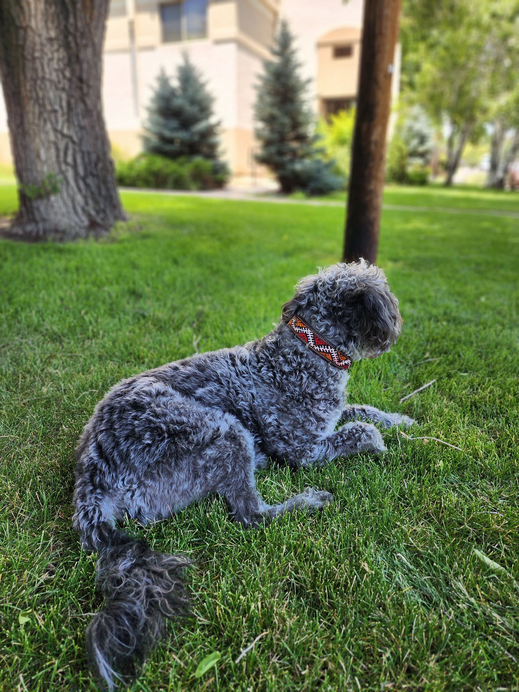 A grey curly-coated dog lying in the grass wearing a woven BohoBarks collar