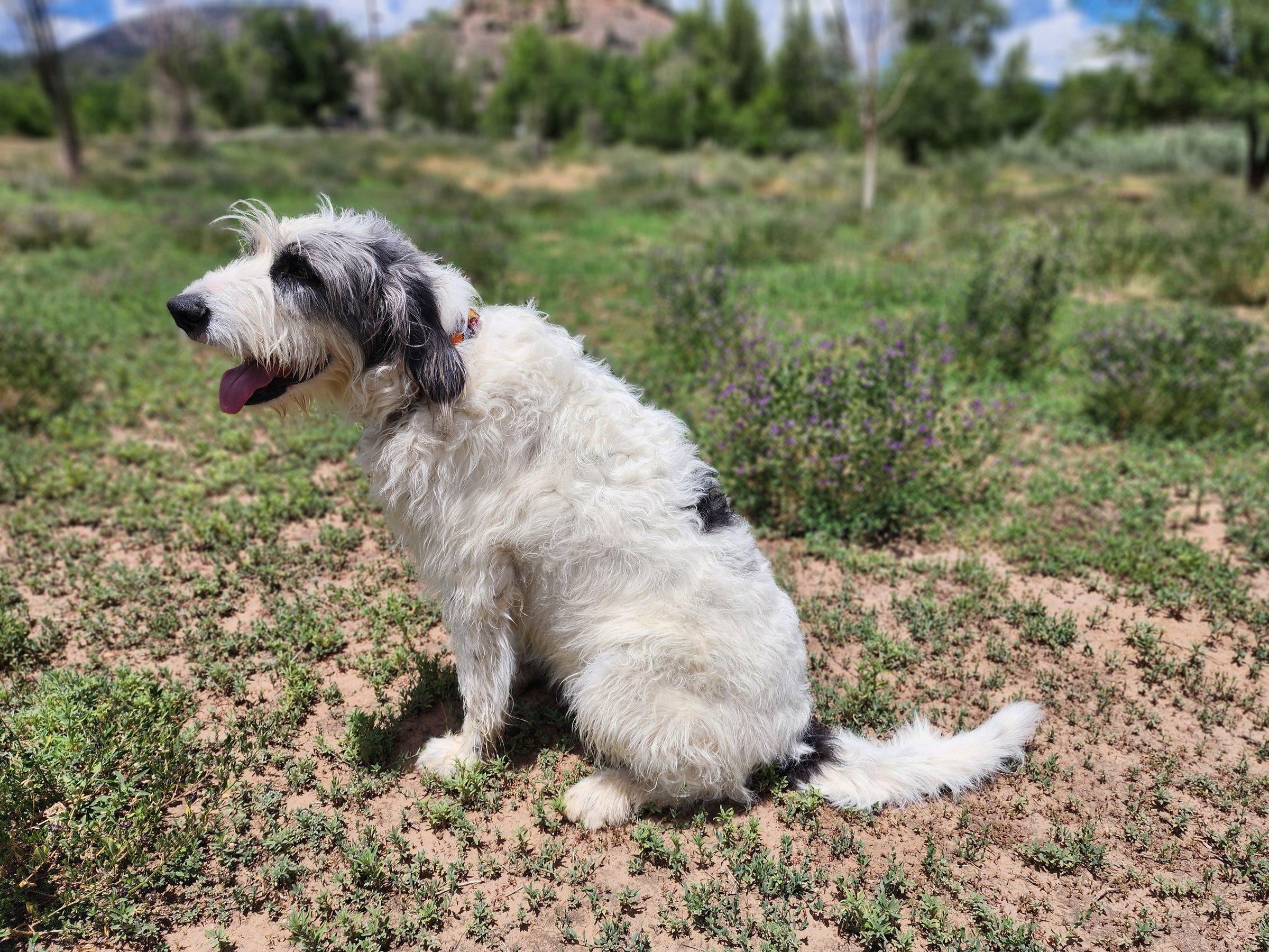 A white sheepdog mix sitting in a dry meadow, mouth open
