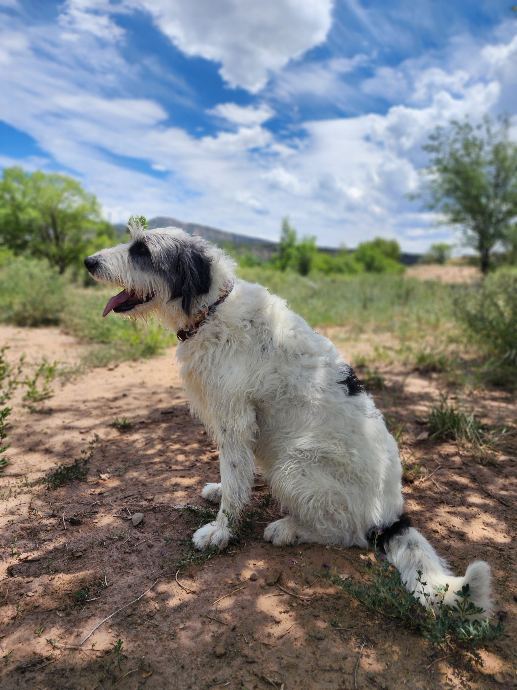 A shaggy white sheepdog mix sitting in a sunny Colorado meadow