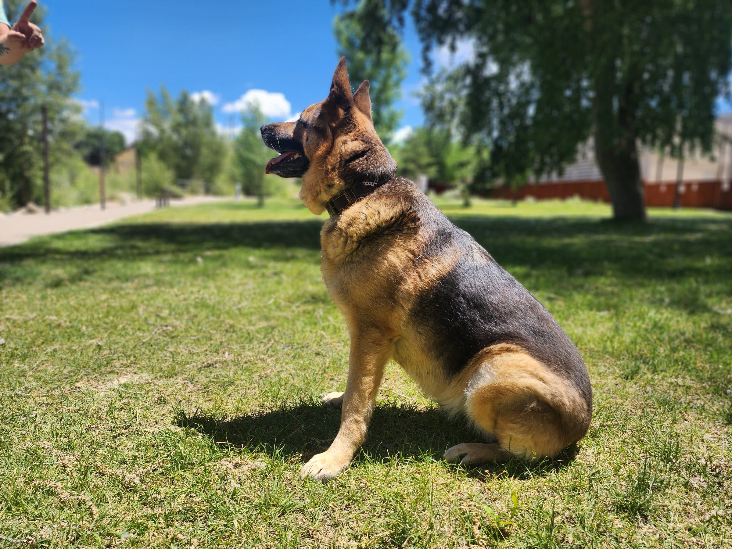 A German shepherd sitting tall on a green lawn