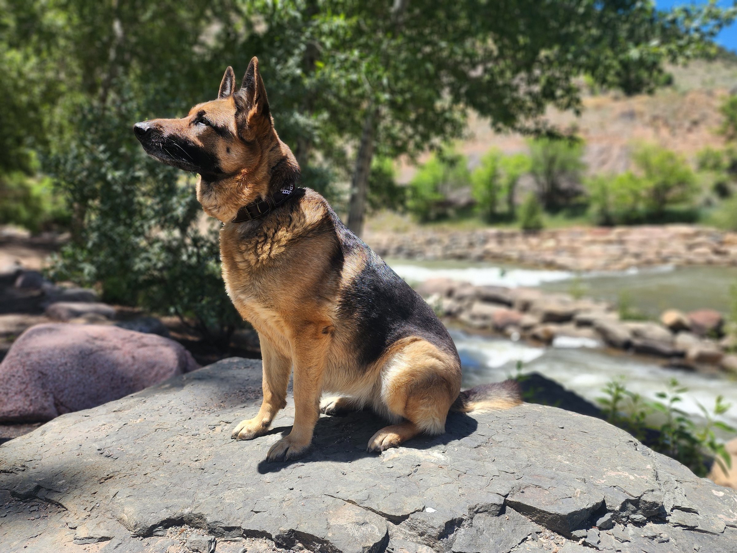 A German shepherd sitting on a boulder beside a mountain river in Colorado